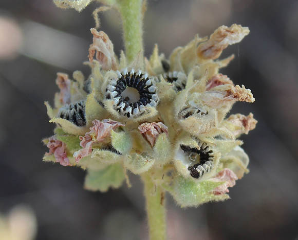  Sphaeralcea coulteri